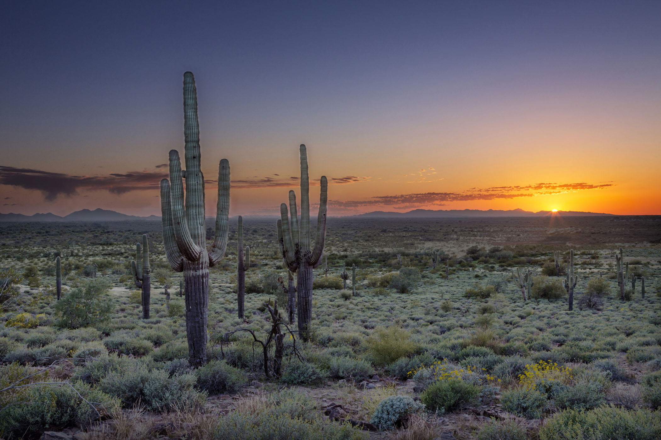 Brush Metal Print at Tucson Convention Center