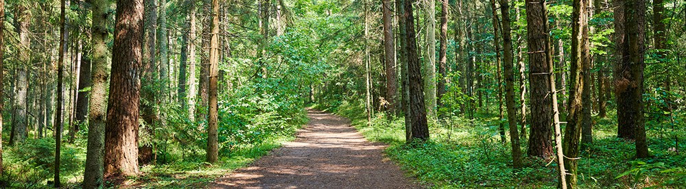 Lush green forest trail captured during daytime with tall trees and dappled sunlight, ideal for nature walks and outdoor adventures.