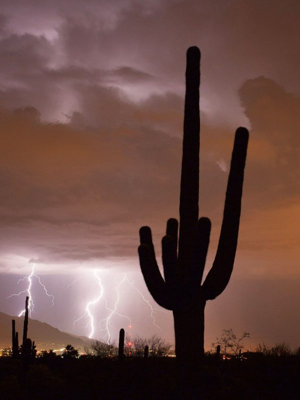 Silhouetted desert saguaro cactus during a powerful lightning storm with dark, stormy clouds illuminating the scene.